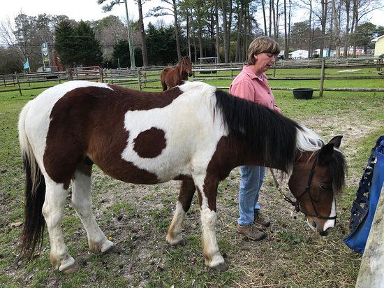 Chincoteague Pony Centre